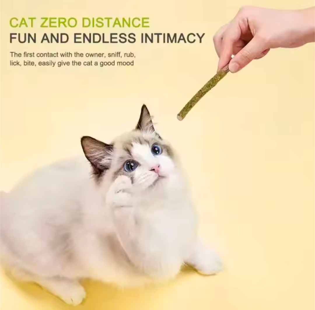 6 Stück Natürliche Premium Katzenminze Reinigung Behandlung Katzen Zähne